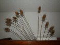 /album/galerie-de-photos-nature/chardons-jpg/